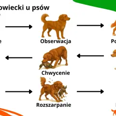 Cykl instynkt łowiecki u psa: namierzanie, obserwacja, podkradanie, pogoń, chwycenie, zagryzanie, rozszarpanie, posiadanie i konsumpcja.