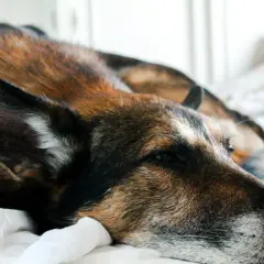 Stary pies, zmęczony po nocnych wędrówkach, odpoczywa na białej pościeli. Jego futro mieni się odcieniami brązu i czerni.