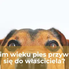 Uroczy piesek z zaciekawieniem patrzy w obiektyw, zastanawiając się, po jakim czasie szczeniak przywiązuje się do właściciela.