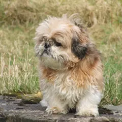 Puszysty piesek siedzi na kamieniu. Może marzy o galaretce z kurzych łapek?
