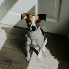 Siedzący piesek rasy Jack Russell Terrier, z uwagą wpatrujący się w obiektyw. Słońce rzuca na niego ciekawe cienie, podkreślając jego sylwetkę i sugerując przełomy behawioralne u psa.