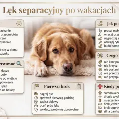 Smutny piesek leży na dywanie. Obok niego grafika z informacjami o objawach, sposobach pomocy i tym, czego unikać przy lęku separacyjnym u psa.