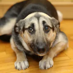 Smutny piesek leży na drewnianej podłodze, zadając sobie pytanie: dlaczego pies wzdycha? Jego oczy pełne są tęsknoty.