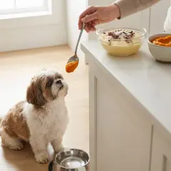 Czy pies może jeść budyń? Mały piesek Shih Tzu z zaciekawieniem patrzy na łyżkę z pomarańczowym puree, podczas gdy obok stoi miska z budyniem.