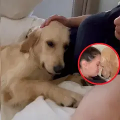 Złoty retriever czule dotyka głową brzucha kobiety, sugerując, że pies wyczuwa ciążę.