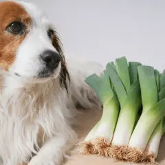 Pies obok pęczka porów. Czy pies może jeść pora? To pytanie nurtuje wielu właścicieli czworonogów.