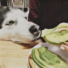 Siberian Husky z zaciekawieniem patrzy na kanapkę z awokado. Czy pies może jeść awokado? To pytanie nurtuje wielu właścicieli czworonogów.