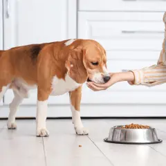 Beagle je z miski z karmą, a człowiek podaje mu smakołyk z ręki. Czy psy mogą jeść kabanosy? To pytanie nurtuje wielu właścicieli.