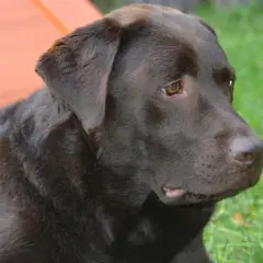 Ciemnobrązowy labrador leży na trawie. Czy labradory są agresywne? Ten łagodny piesek z pewnością zaprzecza tej tezie.
