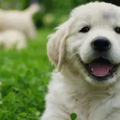 Uśmiechnięty szczeniak golden retriever, idealny kandydat na imię dla pieska.
