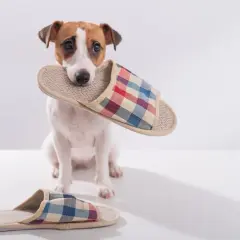 Mały piesek z kapciem w pysku. Czy to odpowiedź na pytanie, dlaczego pies wynosi buty?