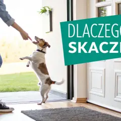 Pies skacze na właściciela, bo chce się przywitać lub zwrócić na siebie uwagę. Dowiedz się, dlaczego pies skacze na właściciela i jak to oduczyć.