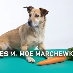 Pies Moe zastanawia się, czy pies może jeść marchew. Obok leży pomarańczowa marchewka.