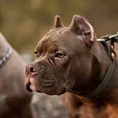 Czy pitbull jest groźny? Ten brązowy pies na smyczy patrzy czujnie, obok niego drugi pies w łańcuchu.