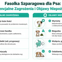 Czy pies może szparagi? Grafika ostrzega przed zagrożeniami: zbyt dużą ilością, surową fasolką, dodatkami i pestycydami. Objawy to wymioty, biegunka, wzdęcia i osłabienie.