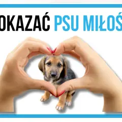 Słodki szczeniak w sercu z dłoni. Czy pies lubi jak się go całuje? Dowiedz się, jak okazywać mu miłość.