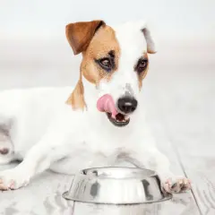 Jack Russell terrier oblizuje pyszczek, czekając na swoją ulubioną suchą lub mokrą karmę dla psa.