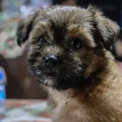 Mały piesek, może to shih tzu, patrzy zamyślony. Dlaczego shih tzu jest smutny? Może czeka na zabawę.