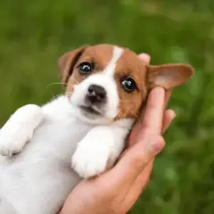 Uroczy szczeniak Jack Russell Terrier w dłoniach, idealny kandydat na imiona dla psa na A, jak Apsik czy Astro.