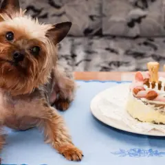 Yorkshire terrier czeka na swoje ciasteczka z wątróbki dla psa. Na talerzu tort z szynką i kośćmi.