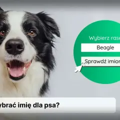 Uroczy border collie zachęca do wyboru rasy i sprawdzenia polskich imion dla psa.