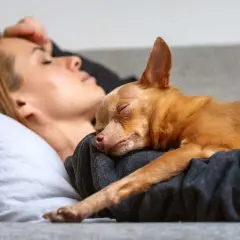 Śpiący piesek leży wtulony w swoją panią na kanapie. To dowód na to, że pies ciągle przy mnie leży, szukając bliskości i ciepła.