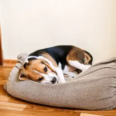 Smutny beagle leży na legowisku, zastanawiając się, czy pies może się obrazić.