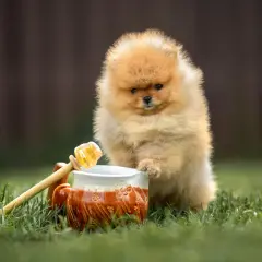 Pomeranian szczeniak ciekawie patrzy na miód w dzbanku. Czy pies może jeść miód? To pytanie nurtuje wielu właścicieli.