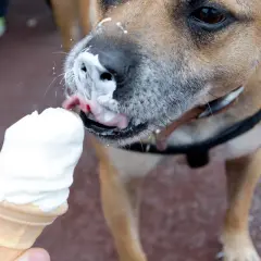 Pies z lodami na pysku. Czy psy mogą jeść lody? Ten psiak chyba odpowiada twierdząco, oblizując pyszczek.