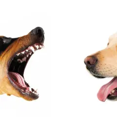 Doberman warczy, pokazując zęby, a labrador z językiem na wierzchu. Dlaczego pies szczeka na inne psy?