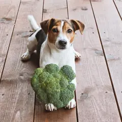 Jack Russell terrier leży na drewnianej podłodze obok dużej główki brokuła. Czy pies może brokula? Ten piesek wygląda na zaintrygowanego.