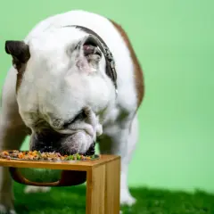 Biały pies rasy buldog angielski, czyli dog niemiecki, zajada się pysznym jedzeniem z miski.