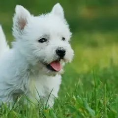 Uroczy biały szczeniak westie w trawie, idealny kandydat na imię dla białego psa.