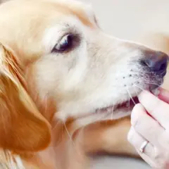 Złoty retriever dostaje smakołyk. Czy pies może jeść pasztet? To pytanie zadaje sobie wielu właścicieli.