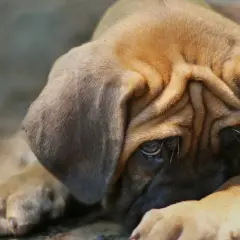 Smutny szczeniak z opuszczonymi uszami, zamyślony, jakby przeżywał atak paniki u psa.