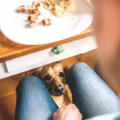 Piesek z nadzieją patrzy na talerz z jedzeniem, zastanawiając się, czy pies może śmietanę.