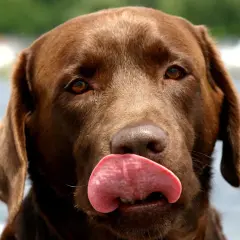 Czekoladowy labrador z językiem na nosie. Zastanawiasz się, dlaczego pies mruczy? Może właśnie tak okazuje radość!