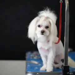 Uroczy maltańczyk z kokardkami na głowie, idealny kandydat na imiona dla maltańczyka.