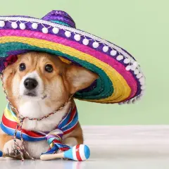 Uroczy corgi w kolorowym sombrero i chustce, z marakasami. Idealny kandydat na hiszpańskie imiona dla psa, np. Chico.