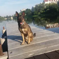 Pies siedzi na pomoście nad wodą, jego reaktywność widać w czujnym spojrzeniu.