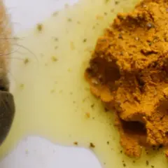 Piesek wącha pastę z kurkumy, która ma mu pomóc.