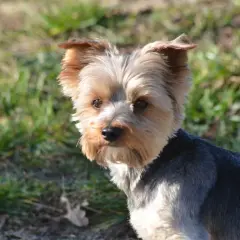 Uroczy szczeniak yorka, który zastanawia się, co mogą jeść yorki szczeniaki.
