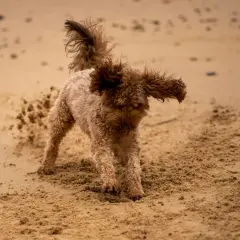 Puszysty piesek na plaży, w piasku, jakby zastanawiał się, dlaczego pies zakopuje jedzenie.