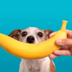 Zwierzę z zaciekawieniem patrzy na banana, zastanawiając się, czy pies może banana.