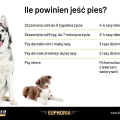 Ile razy dziennie powinien jeść pies? Tabela podpowiada: szczenięta 4-5 razy, dorosłe 2-3 razy, chore po konsultacji z weterynarzem.