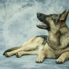 Owczarek niemiecki leży, patrząc w górę. Jego pysk jest lekko otwarty. Idealny pies do stworzenia tabeli żywienia owczarka niemieckiego.