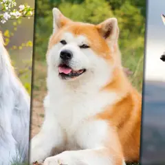 Trzy psy: puszysty biały, rudy Akita i szary Husky. Szukasz chińskie imiona dla psa?