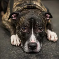 Smutny amstaff leży na podłodze. Czy amstaff jest niebezpieczny? Jego oczy mówią "nie".