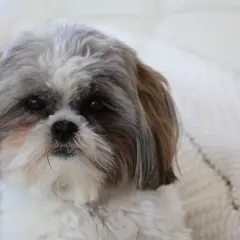 Słodki piesek Shih Tzu z zaciekawieniem patrzy w obiektyw. Zastanawiasz się, czy pies może jeść cytrynę? Lepiej nie ryzykować!