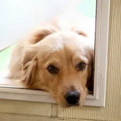 Złoty retriever patrzy przez okno, jakby zastanawiał się, dlaczego pies mnie pilnuje. Jego oczy wyrażają tęsknotę i troskę.